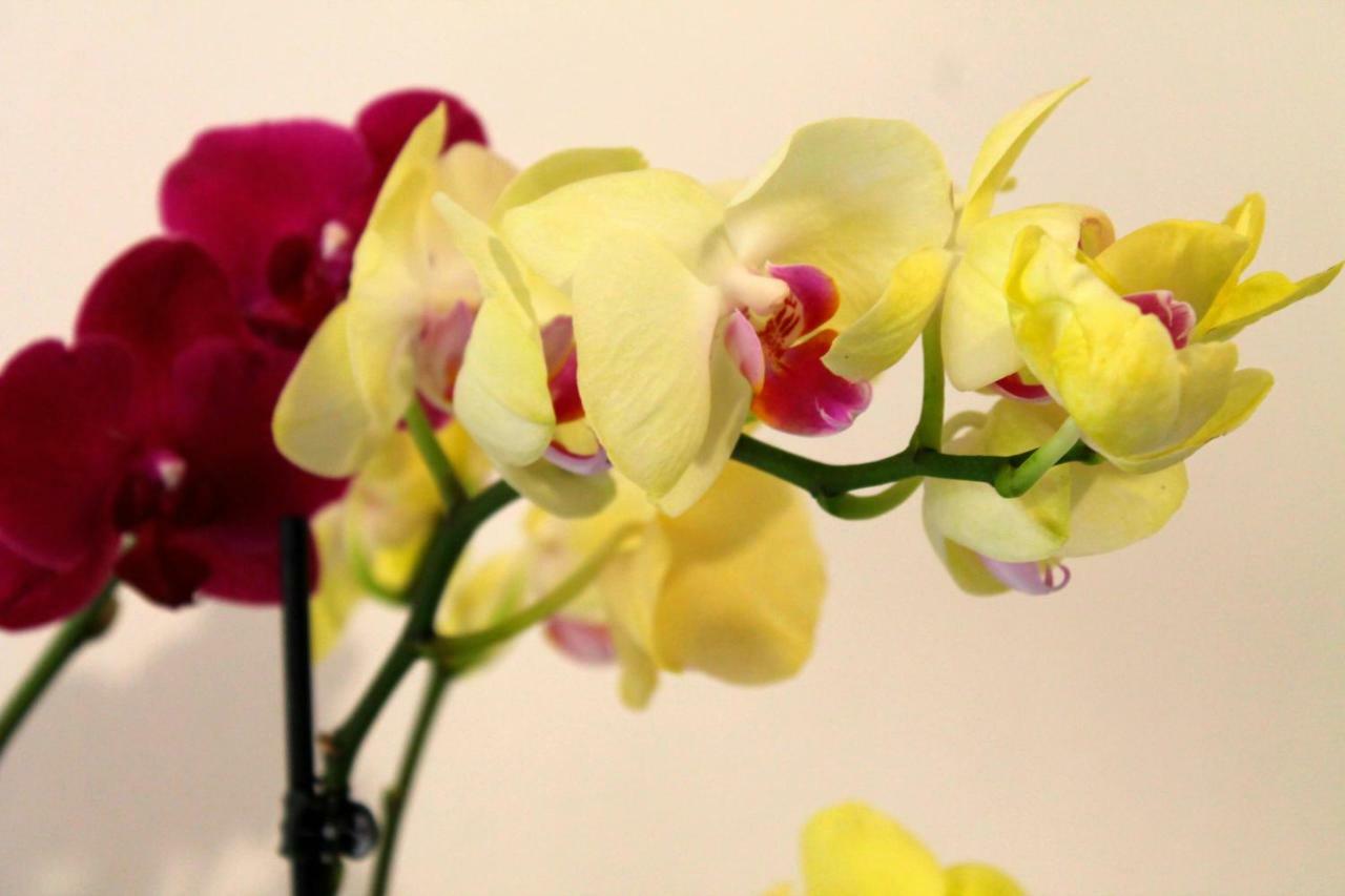B&B Le Orchidee Alghero Exteriör bild